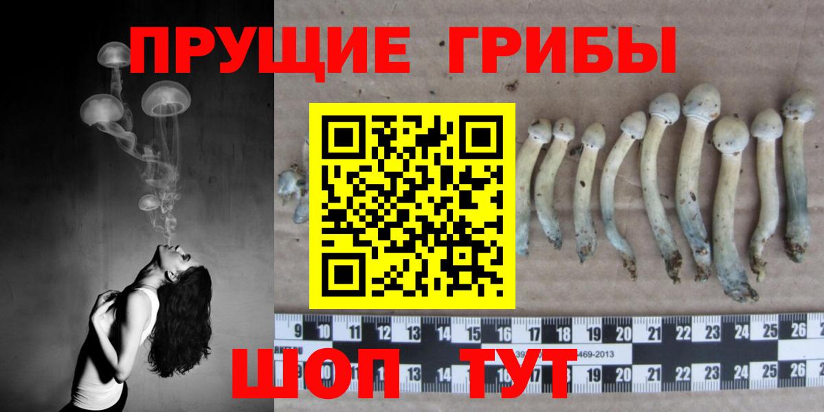 Галлюциногенные грибы Psilocybe  Вход с VPN  Галлюциногенные грибы GOLDEN TEACHER  Гусиноозёрск 